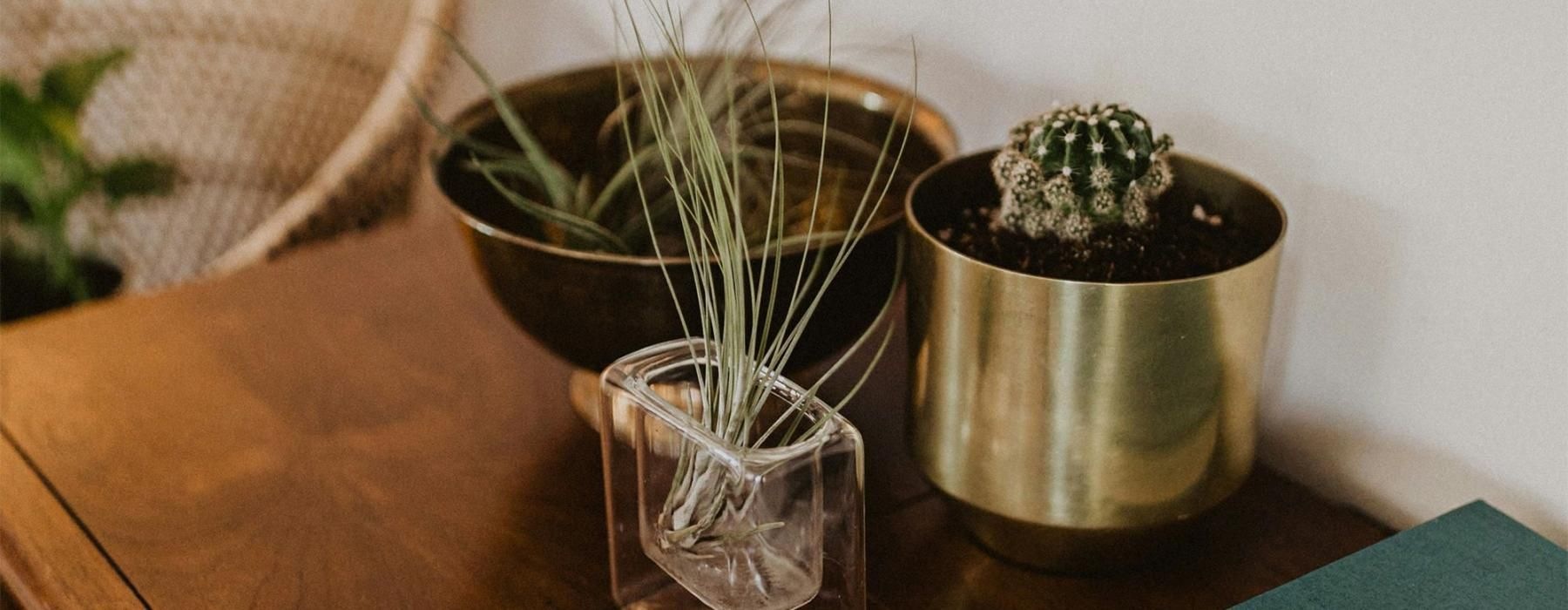 a plant in a pot on a dresser near a book